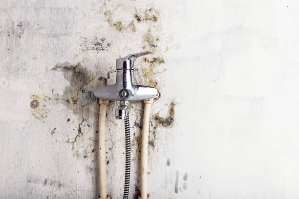 Mold Testing and Removal in Chippewa Falls, WI