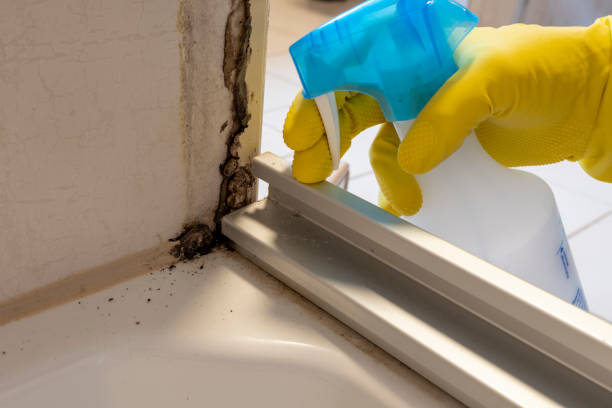 Best Attic Mold Removal  in Chippewa Falls, WI