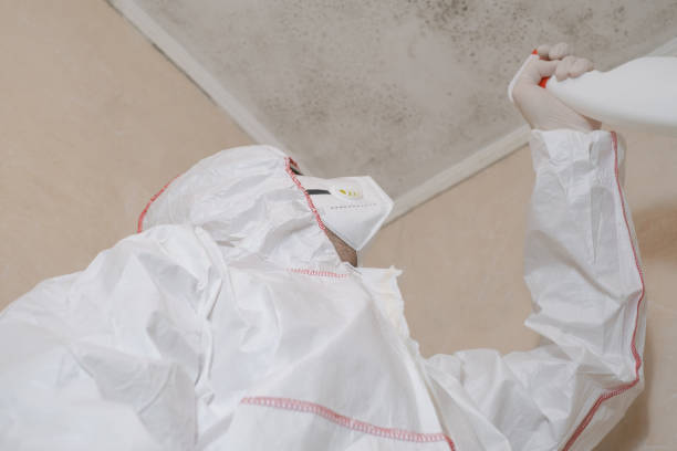 Best Mold Damage Repair  in Chippewa Falls, WI