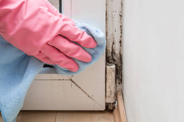 Best Certified Mold Removal  in Chippewa Falls, WI